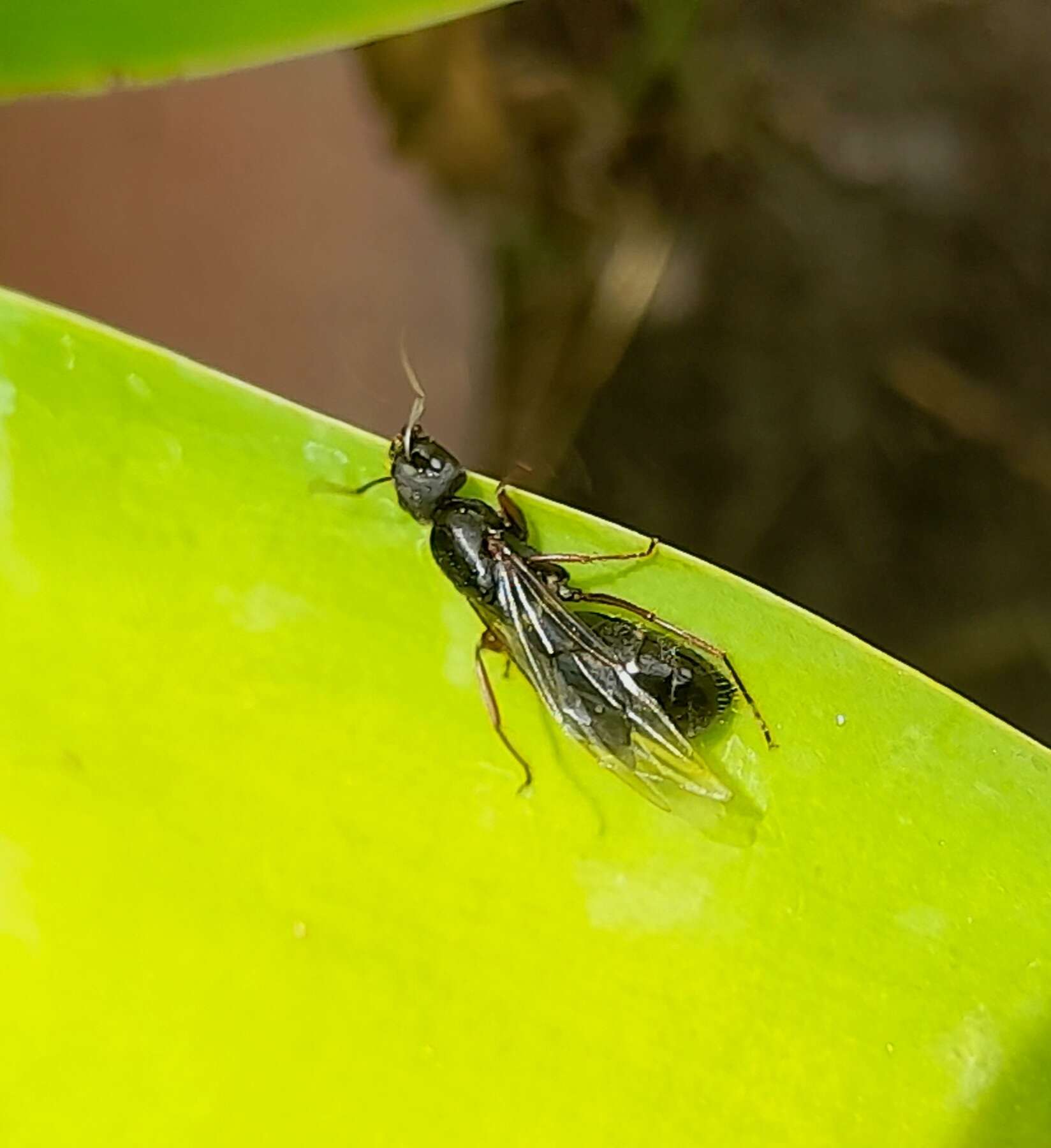 Plancia ëd Camponotus westermanni Mayr 1862