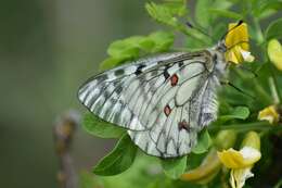 Parnassius ariadne (Lederer 1853) resmi