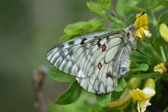 Image of Parnassius ariadne (Lederer 1853)