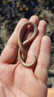 Image of Baja California Legless Lizard