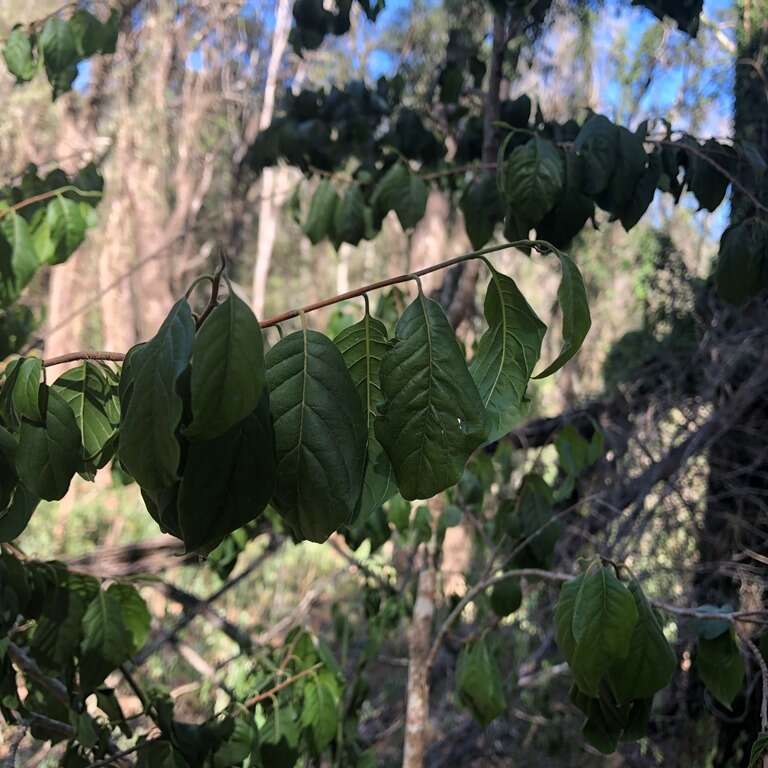 Image of Turraea pubescens Hellen.