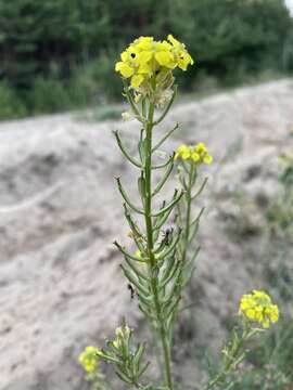 Image of Erysimum canum (Piller & Mitterp.) Polatschek