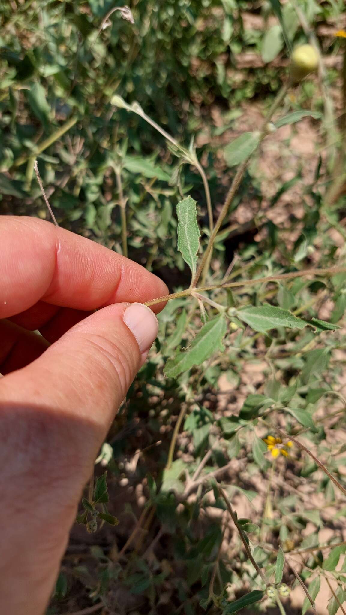 Image of Gomphrena perennis L.