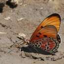 Image of Acraea acrita ambigua Trimen 1891