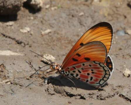 Image of Acraea acrita ambigua Trimen 1891