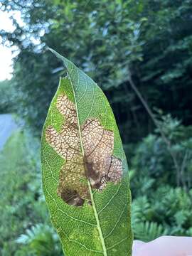 Image of Willow Leafblotch Miner