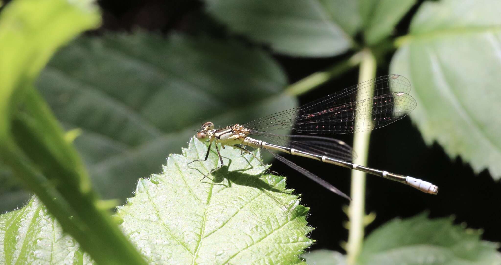 Image of Antiagrion gayi (Selys 1876)