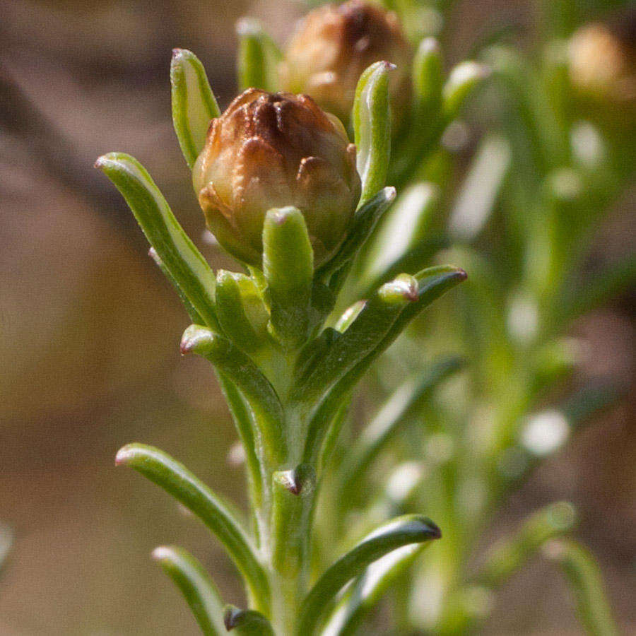 Image of Oedera fruticosa (L.) N. G. Bergh