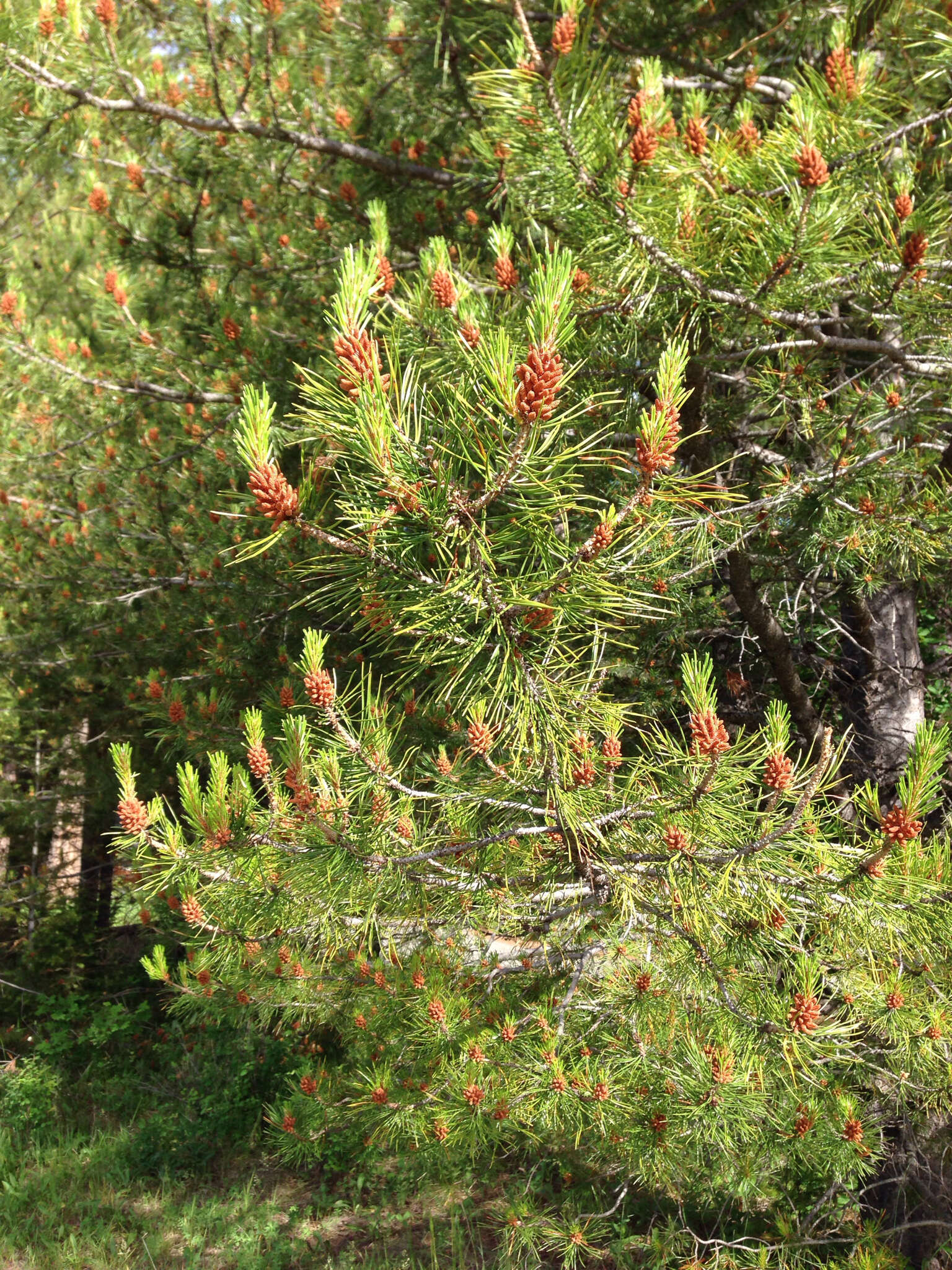 Imagem de Pinus contorta Douglas ex Loudon