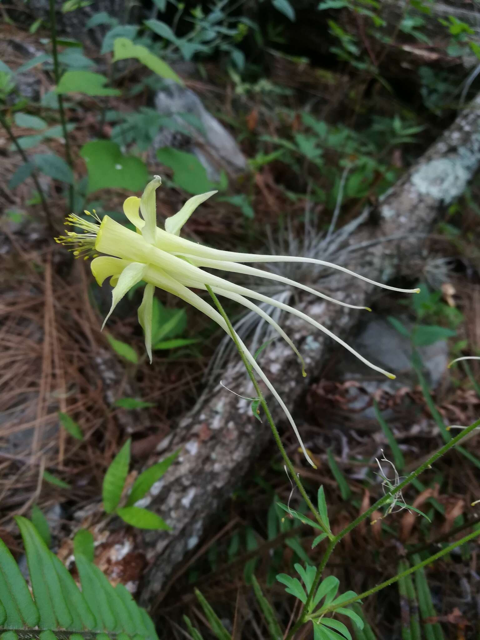 Image of longspur columbine