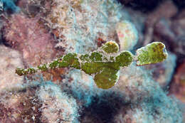 Image of Halimeda ghostpipefish