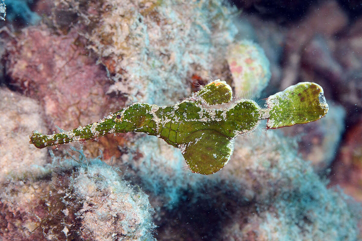 Image of Halimeda ghostpipefish