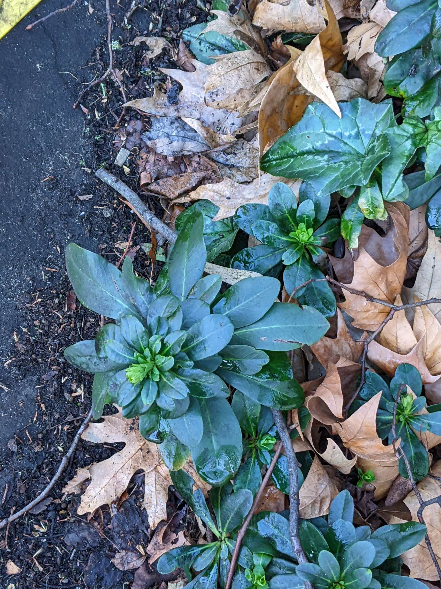 Sivun Euphorbia amygdaloides subsp. robbiae (Turrill) Stace kuva