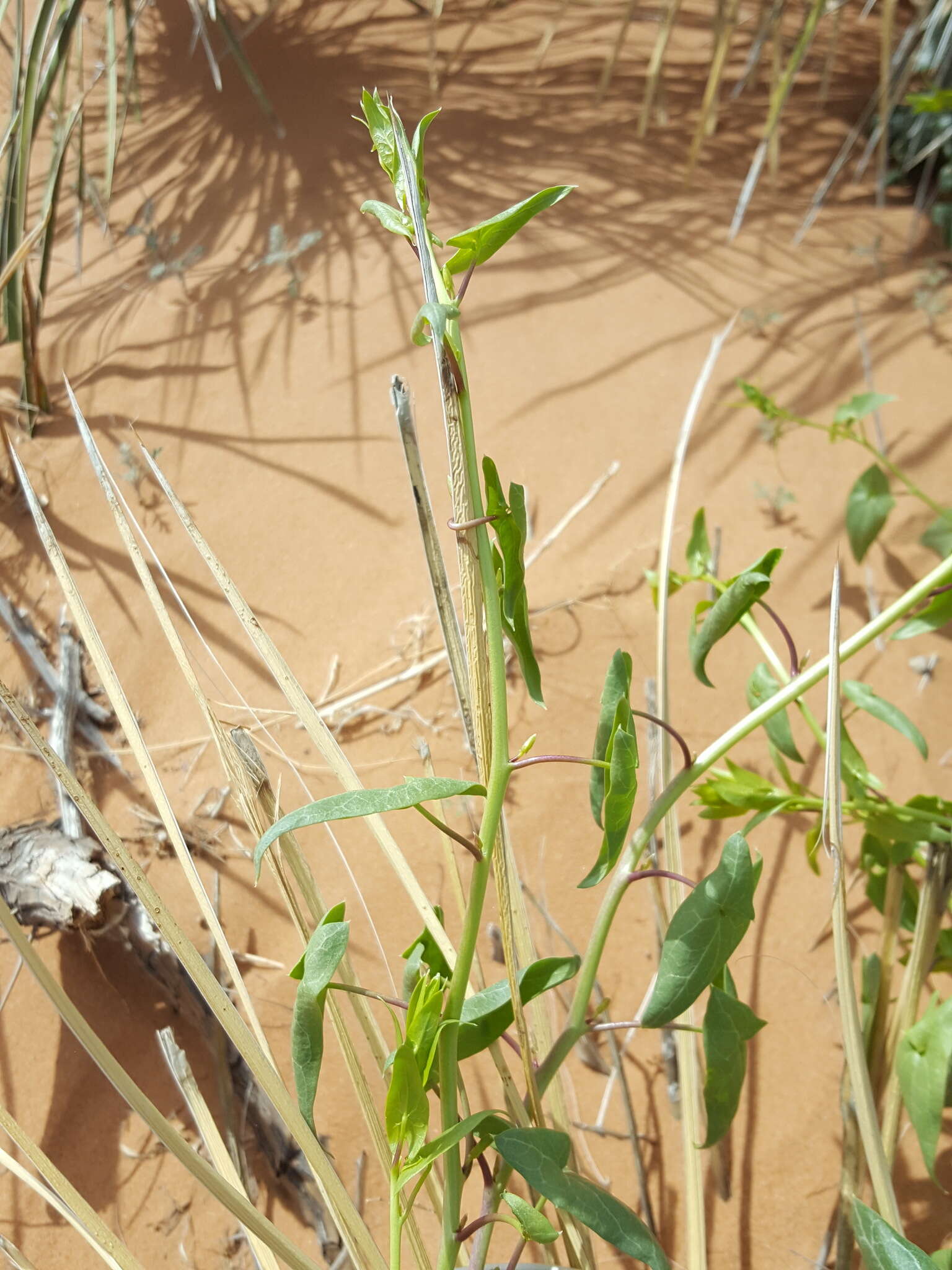 Image of Antirrhinum wislizenii (Engelm. ex A. Gray) Tidestr.