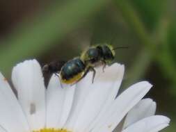 Image of Osmia georgica Cresson 1878