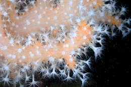 Imagem de Alcyonium glomeratum (Hassall 1843)