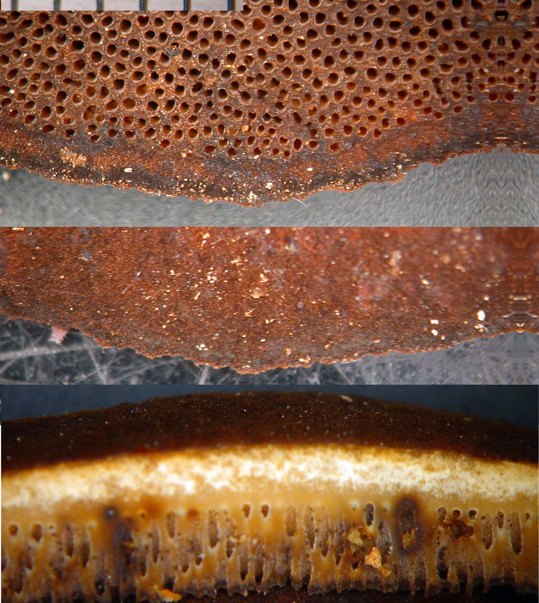 Image de Echinochaete russiceps (Berk. & Broome) D. A. Reid 1963