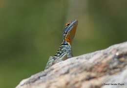 Image of Baja Blue Rock Lizard