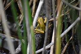 Image of Emerald Forest Frog