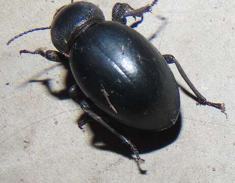 Image of Ocnodes (Ocnodes) scrobicollis Fåhraeus 1870