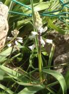 Image of Common Roman Squill