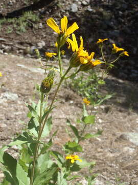 Image of heartleaf goldeneye