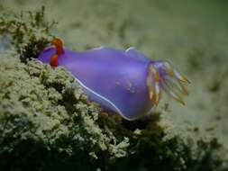 Image of White edge purple slug