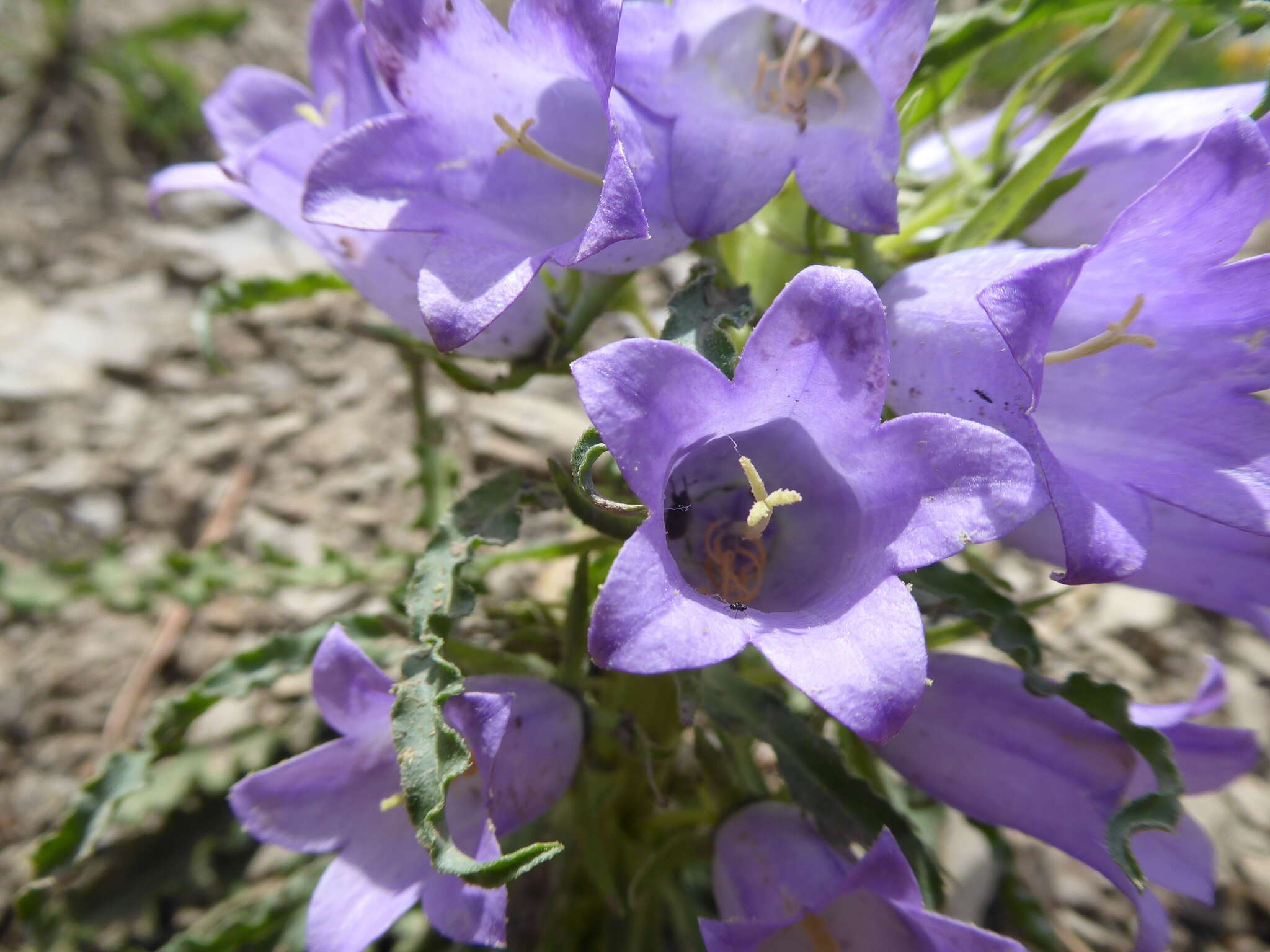 Image of Campanula speciosa Pourr.