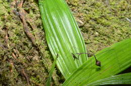 Ghilianella grapta Maldonado 1960 resmi