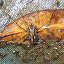 Image of Macromia katae Wilson 1993