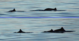 Image of porpoises