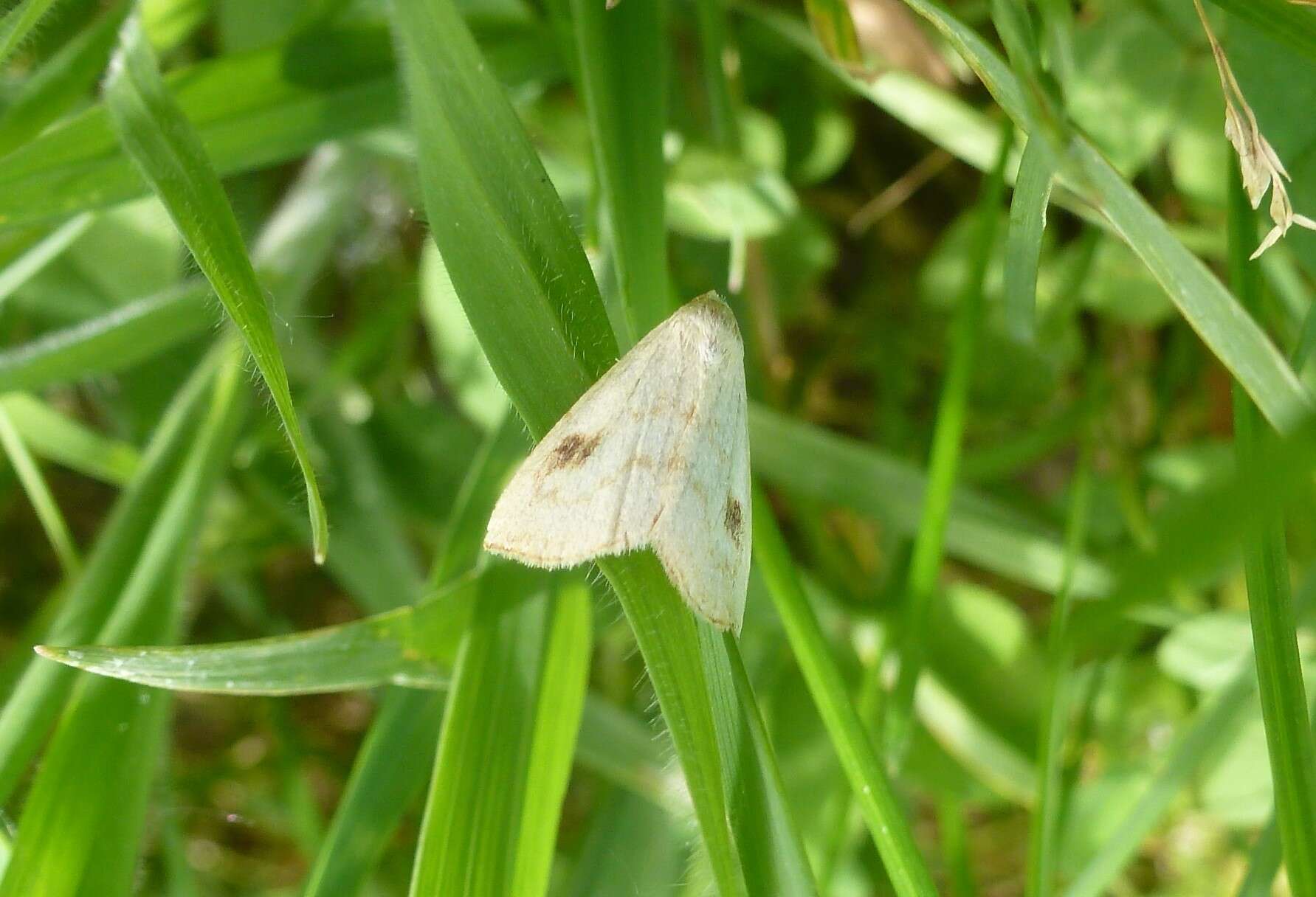 Imagem de Rivula sericealis Scopoli 1863