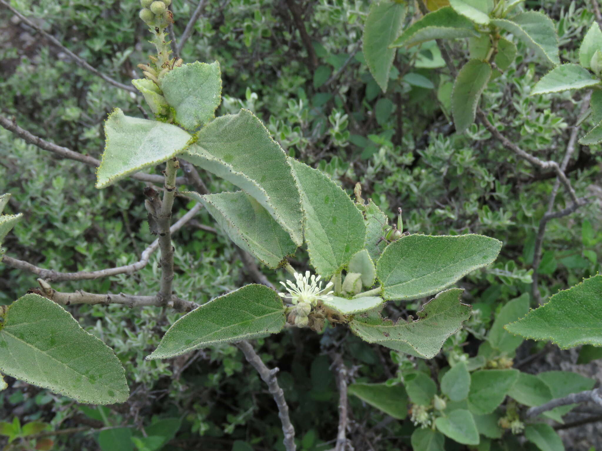 Image of Croton pulcher Müll. Arg.