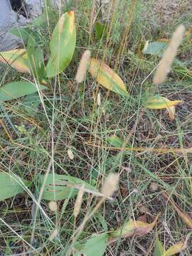 Image of Phleum pratense subsp. nodosum (L.) Trabut