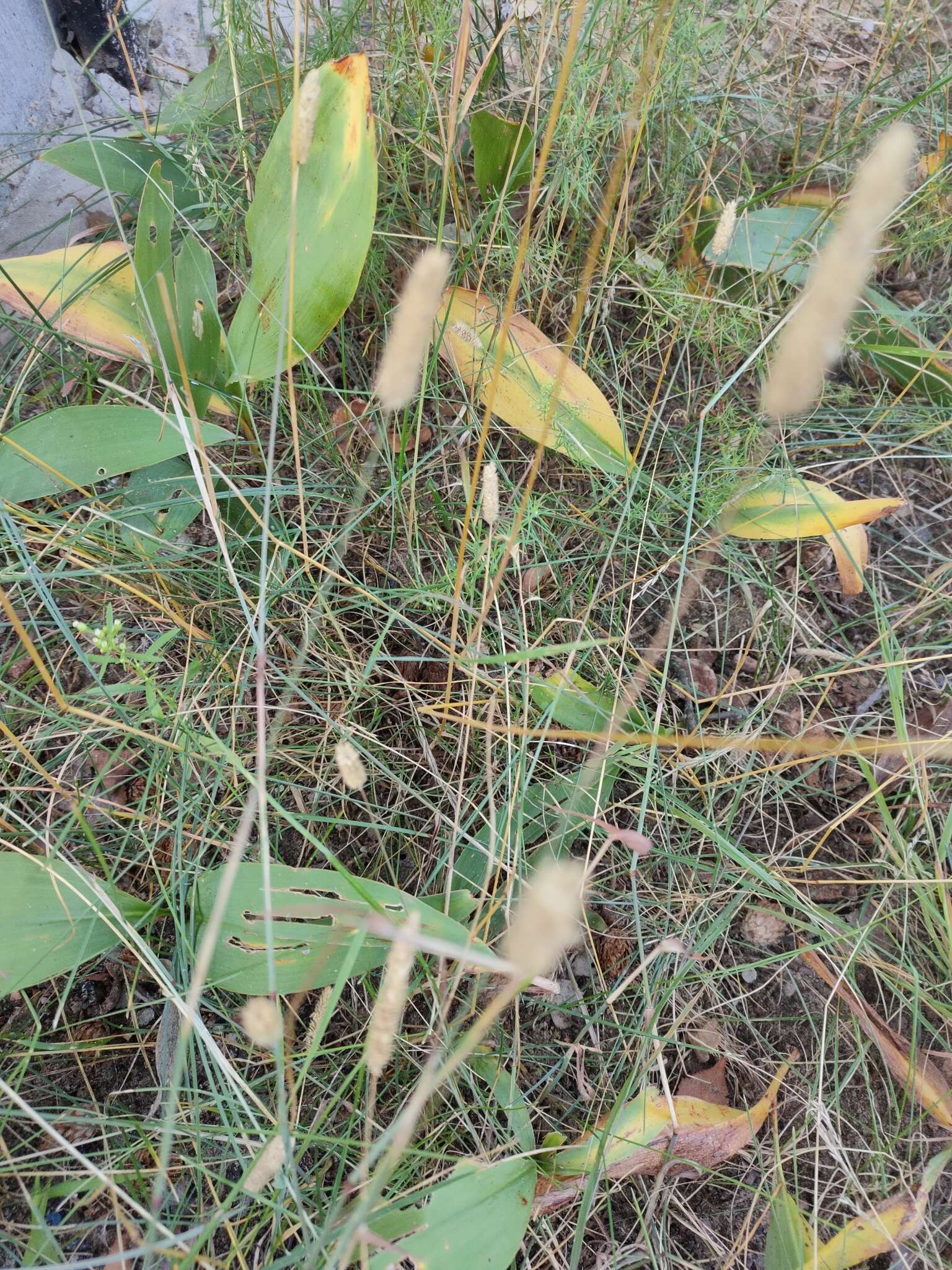 Phleum pratense subsp. nodosum (L.) Trabut的圖片