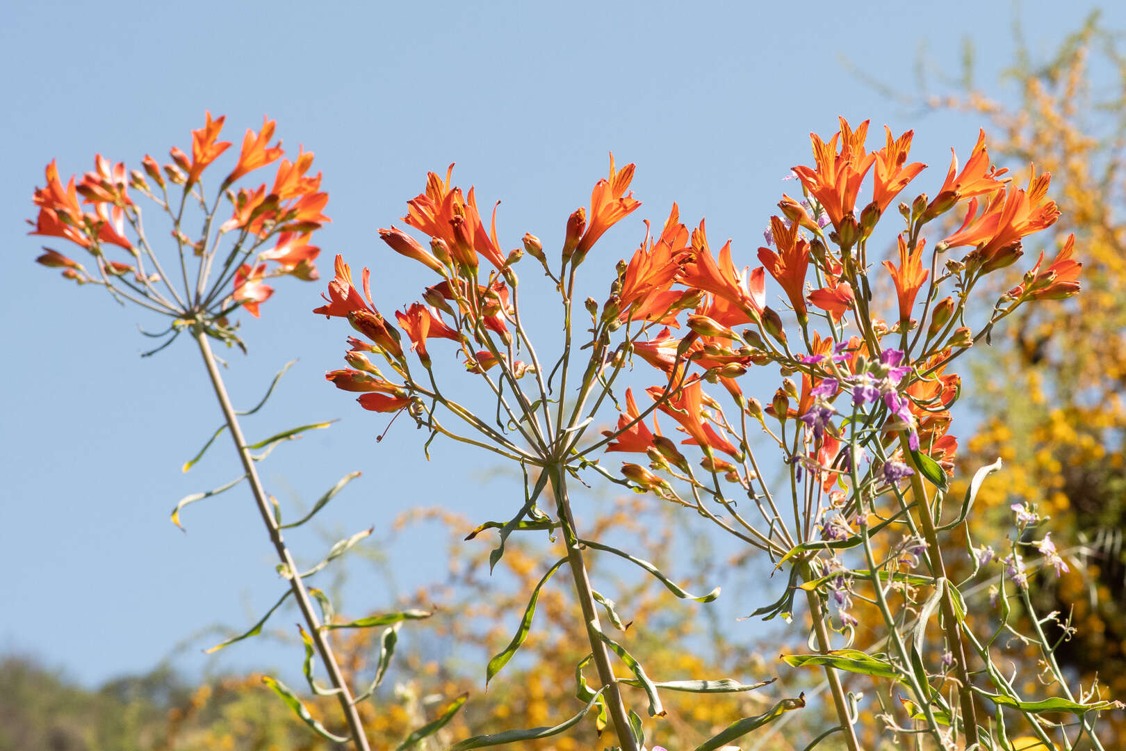 Image of Alstroemeria ligtu subsp. simsii (Spreng.) Ehr. Bayer