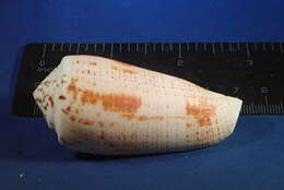 Image of Conus magus Linnaeus 1758
