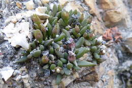 Imagem de Delosperma esterhuyseniae L. Bol.