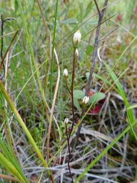 Image of twining screwstem