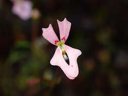 Image de Stylidium calcaratum R. Br.