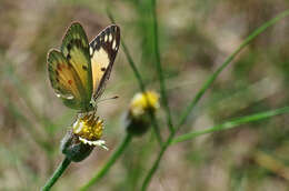 Colotis amata (Fabricius 1775)的圖片