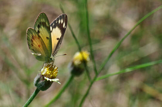 Colotis amata (Fabricius 1775)的圖片