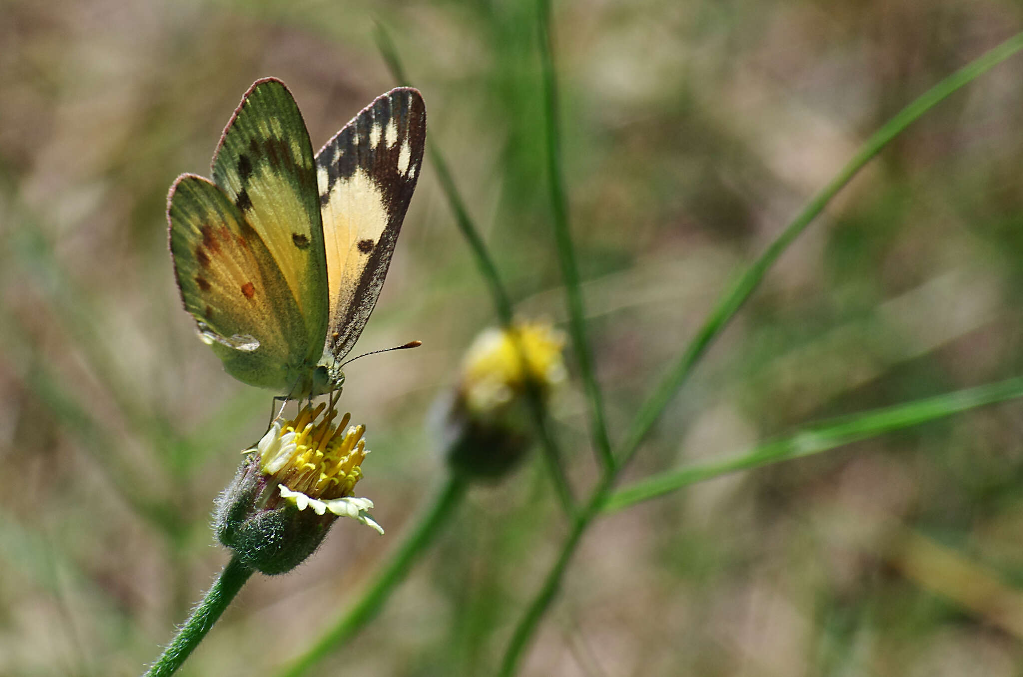 Colotis amata (Fabricius 1775)的圖片