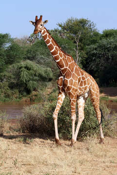 Image of reticulated giraffe