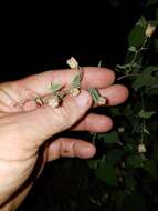 Image of anglestem Indian mallow