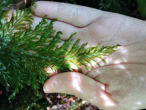 Image of Killarney fern