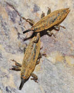 صورة Lixus mucronatus (Olivier & A. G. 1791)