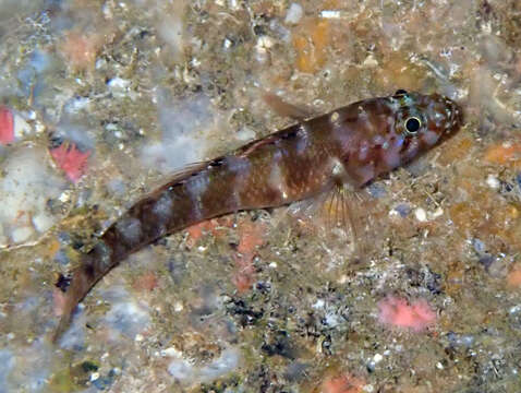 Gammogobius resmi