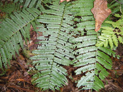 Plancia ëd Marattia weinmanniifolia Liebm.