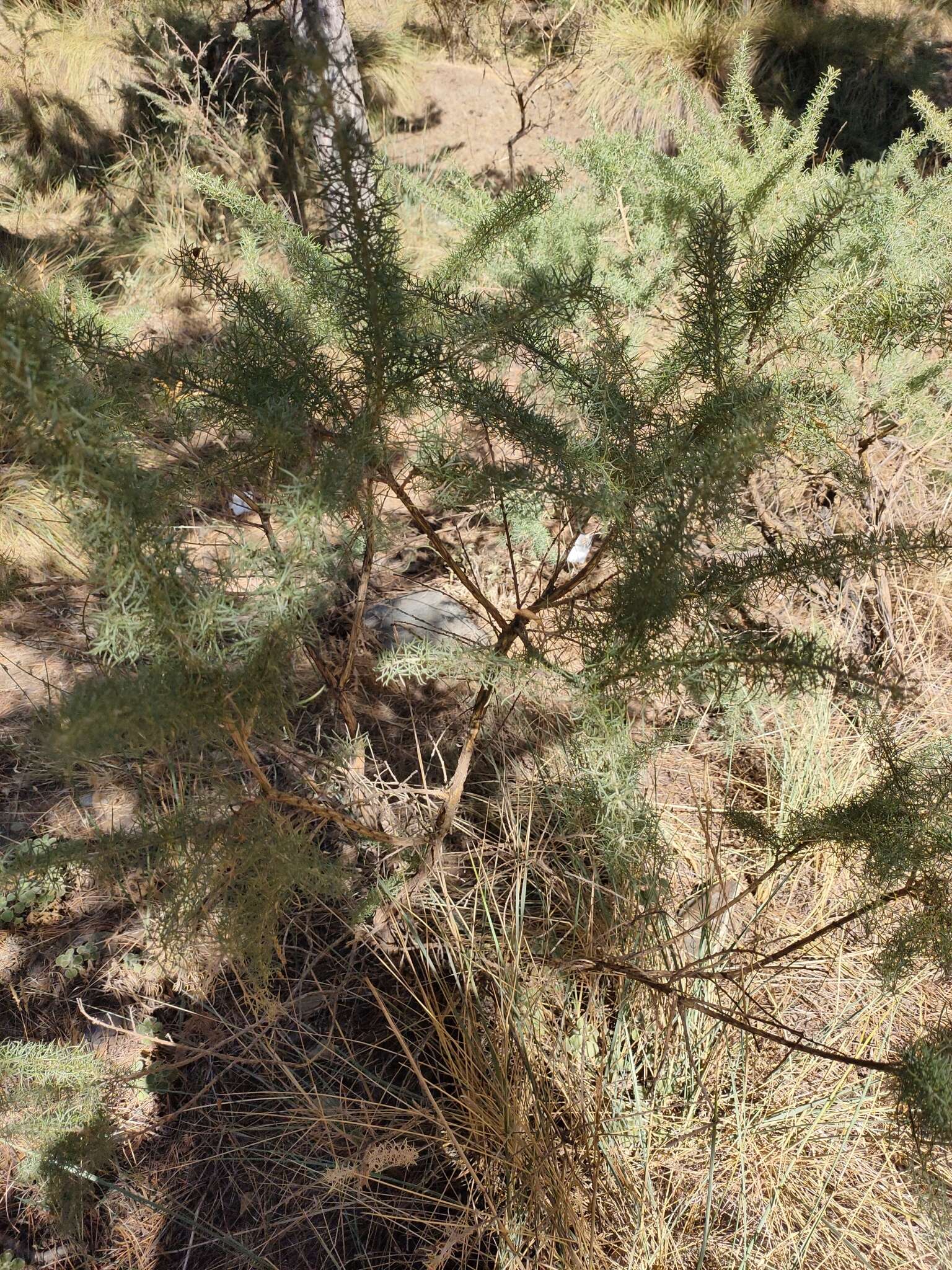 Image of Adenocarpus decorticans Boiss.